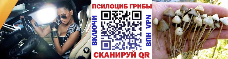 Купить закладки  Колпашево  Псилоцибиновые грибы Psilocybe 